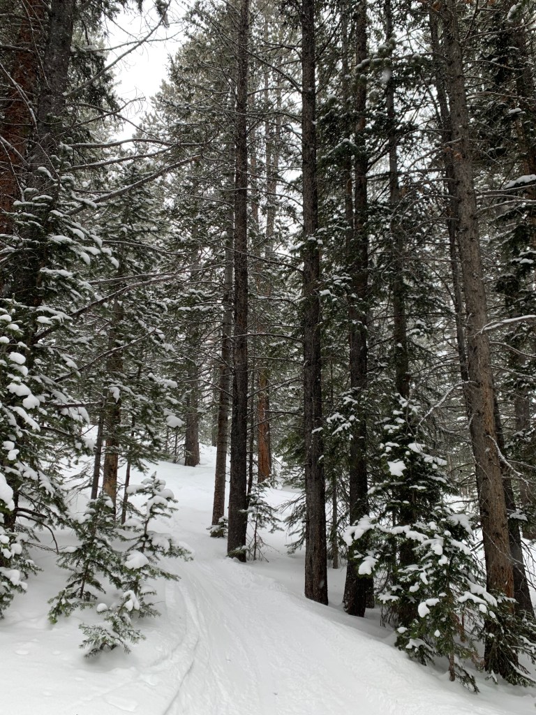Ski trail in the woods surrounded by snow-covered trees.
