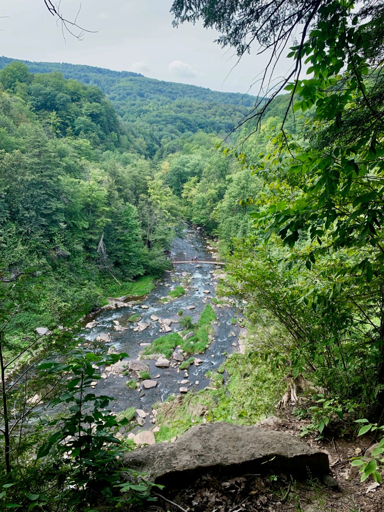 rushing creek surrounded by green vegetation
