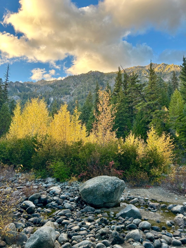 trees changing colors in the fall with mountains in the background